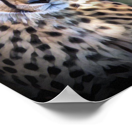 Cheetah Poster (Ecke)