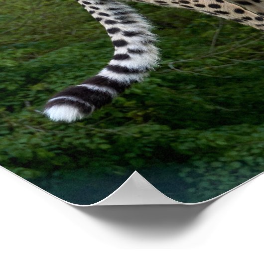 Cheetah Poster (Ecke)