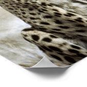 Cheetah Poster (Ecke)
