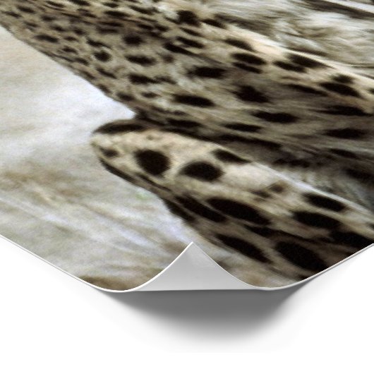 Cheetah Poster (Ecke)
