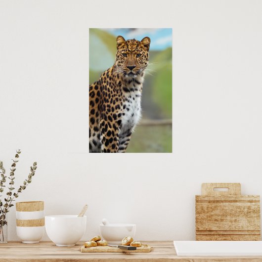 Cheetah Poster (Küche)