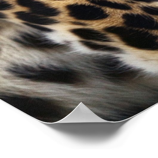 Cheetah Poster (Ecke)