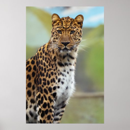 Cheetah Poster (Vorne)