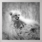 Cheetah Poster (Vorne)