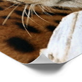 Cheetah Poster (Ecke)