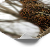 Cheetah Poster (Ecke)
