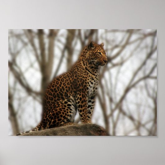 Cheetah Poster (Vorne)