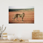 Cheetah Poster (Küche)