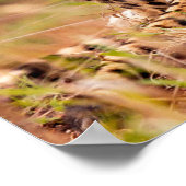 Cheetah-Poster Poster (Ecke)