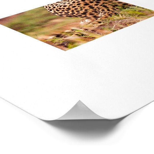Cheetah-Poster Poster (Ecke)