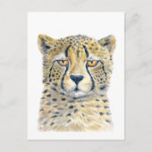 Cheetah Postkarte (Vorderseite)