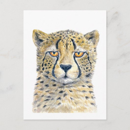 Cheetah Postkarte (Vorderseite)