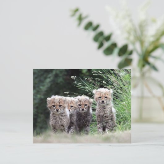 Cheetah Postkarte (Stehend Vorderseite)