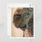 Cheetah Postkarte (Vorne/Hinten)