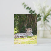 Cheetah Postkarte (Stehend Vorderseite)