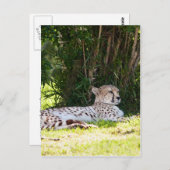 Cheetah Postkarte (Vorne/Hinten)