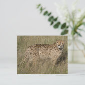Cheetah Postkarte (Stehend Vorderseite)
