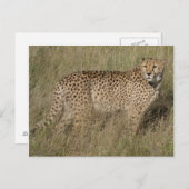 Cheetah Postkarte (Vorne/Hinten)