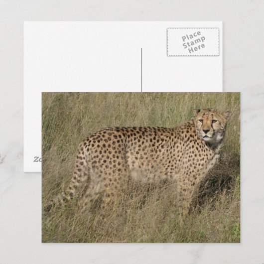 Cheetah Postkarte (Vorne/Hinten)
