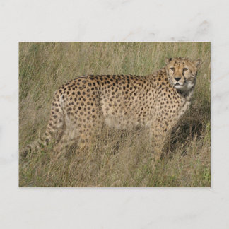 Cheetah Postkarte