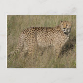 Cheetah Postkarte (Vorderseite)