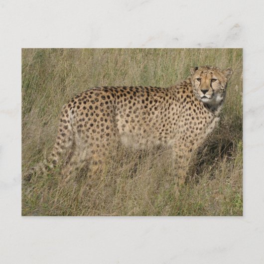 Cheetah Postkarte (Vorderseite)
