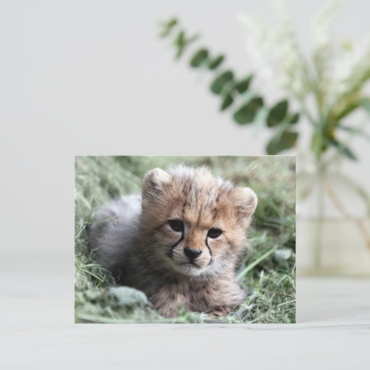 Cheetah Postkarte (Stehend Vorderseite)
