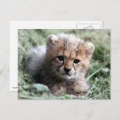 Cheetah Postkarte (Vorne/Hinten)