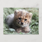 Cheetah Postkarte (Vorderseite)