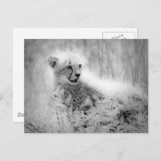 Cheetah Postkarte (Vorne/Hinten)