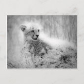 Cheetah Postkarte (Vorderseite)
