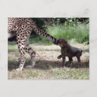 Cheetah
