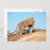 Cheetah Postkarte (Vorne/Hinten)