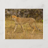 Cheetah Postkarte (Vorderseite)