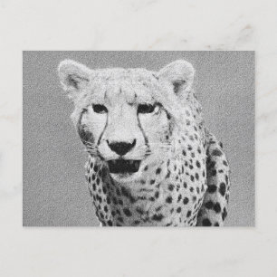 Cheetah Postkarte
