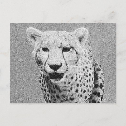Cheetah Postkarte (Vorderseite)