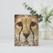 Cheetah Postkarte (Stehend Vorderseite)