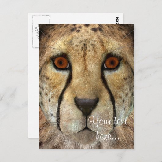 Cheetah Postkarte (Vorne/Hinten)
