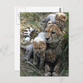 Cheetah Postkarte (Vorne/Hinten)