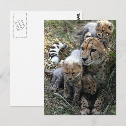 Cheetah Postkarte (Vorne/Hinten)