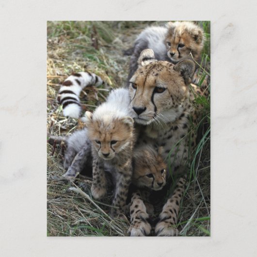 Cheetah Postkarte (Vorderseite)