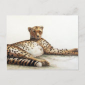 Cheetah Postkarte (Vorderseite)