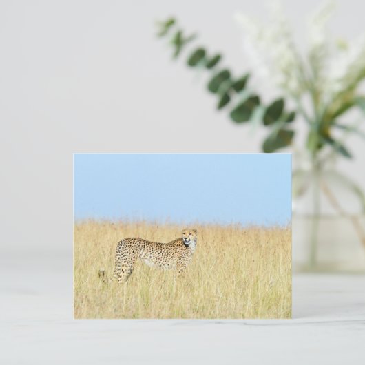 Cheetah Postkarte (Stehend Vorderseite)