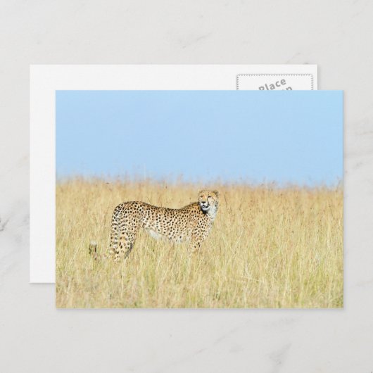 Cheetah Postkarte (Vorne/Hinten)