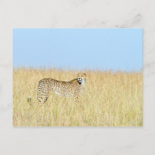 Cheetah Postkarte