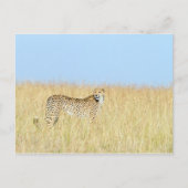 Cheetah Postkarte (Vorderseite)