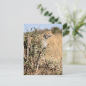 Cheetah Postkarte (Stehend Vorderseite)