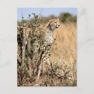 Cheetah Postkarte