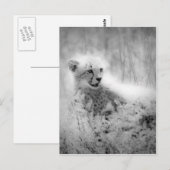 Cheetah Postkarte (Vorne/Hinten)