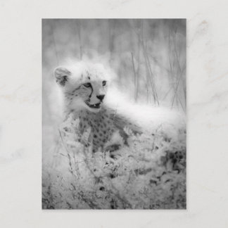 Cheetah Postkarte
